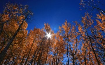 небо, деревья, солнце, листья, лучи, осень, сша, вайоминг, гранд-титон, гранд -титон национальный парк