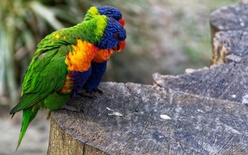 птицы, пара, хвост, попугаи, боке, оперение, радужный лорикет, многоцветный лорикет, лорикеты
