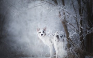 снег, ветки, собака, бордер-колли, cirilla, alicja zmysłowska