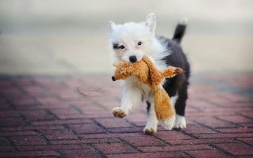 собака, игрушка, улица, щенок, бордер-колли