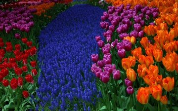 цветы, весна, тюльпаны, гиацинты, мускари