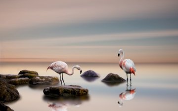 вода, камни, отражение, фламинго, птицы, пара
