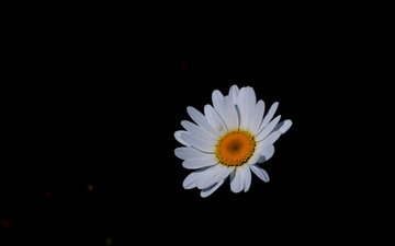 цветок, лепестки, ромашка, черный фон, jazzmatica