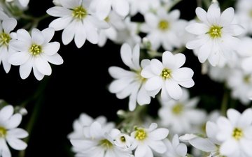 цветы, лепестки, белые, skitterphoto