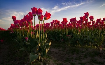 цветы, поле, весна, тюльпаны