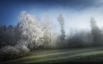 деревья, природа, зима, туман, иней