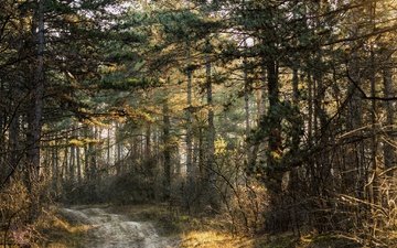 дорога, деревья, природа, лес