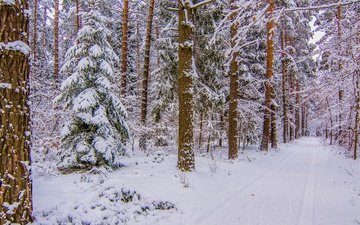 дорога, деревья, снег, лес, зима, стволы