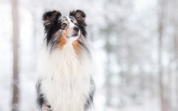 снег, фон, собака, боке