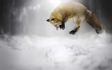 снег, зима, прыжок, лиса, лисица, животное