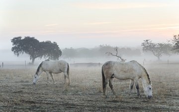 утро, туман, кони