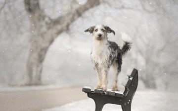 снег, зима, собака, друг, скамья, calis pictures