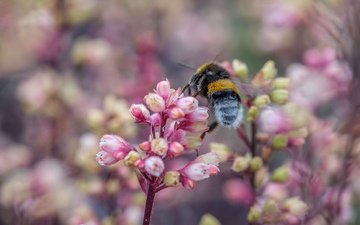 цветы, природа, насекомое, пчела, jazzmatica