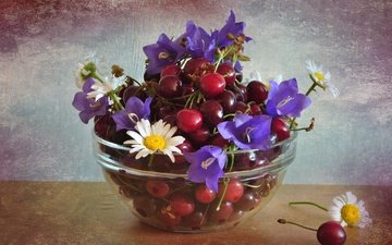 цветы, черешня, ромашки, ягоды, вишня, колокольчик