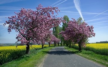 небо, дорога, деревья, солнце, цветение, поля, весна, рапс