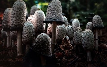 природа, фон, грибы, шляпки
