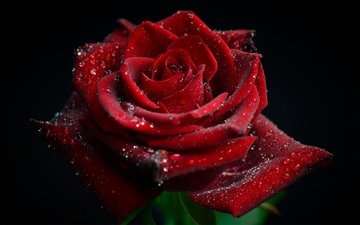 цветок, капли, роза, лепестки, черный фон, красная роза, elly tjiasmanto