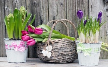цветы, весна, букет, тюльпаны, сердечки, корзинка, крокусы, гиацинты