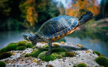 черепаха, панцирь, камень, мох, пресмыкающиеся, водная черепаха, пресноводная черепаха