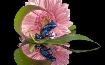 отражение, цветок, лягушка, черный фон, гербера, голубой древолаз