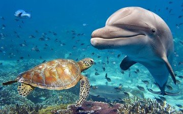 вода, животные, черепаха, рыбы, дно, дельфин, подводный мир