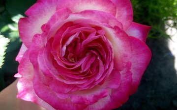 цветок, роза, лепестки, розовая, крупным планом