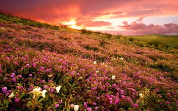 цветы, закат, пустыня, сша, полевые цветы, национальный парк, анза боррего