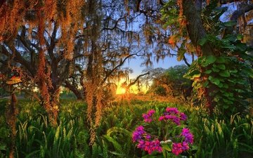 деревья, закат, цветок, папоротник, флорида