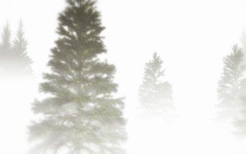 природа, дерево, туман, ель, крона
