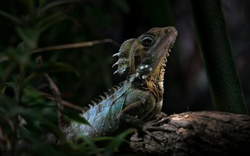 природа, фон, ящерица, рептилия, пресмыкающиеся, австралийский лесной дракон, hypsilurus boydi