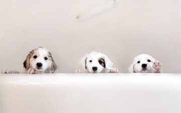 животные, мокрые, щенки, ванна, собаки, трио