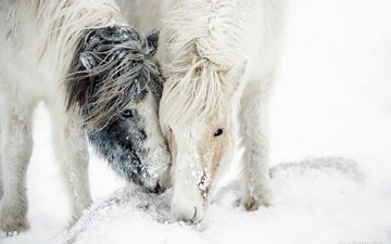 лошадь, снег, природа, зима, пони, грива
