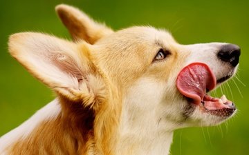 собака, уши, язык, порода, вельш-корги, пемброк