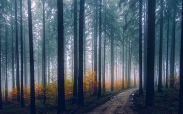 деревья, природа, лес, туман, дорожка, стволы, осень