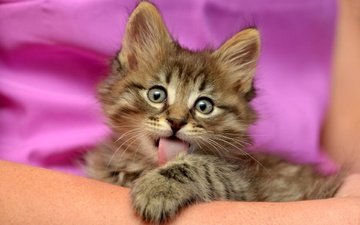 фон, кот, мордочка, кошка, взгляд, котенок, пушистый, серый, розовый, язык, полосатый