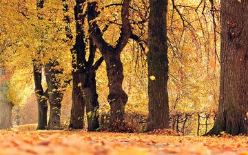 деревья, природа, листья, парк, осень, листопад