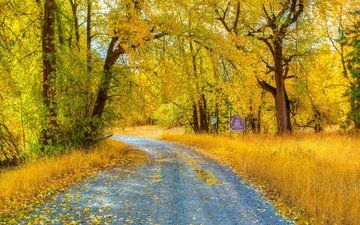 дорога, деревья, природа, лес, листья, парк, осень
