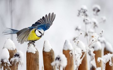 снег, зима, забор, крылья, птица, синица