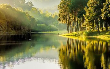 деревья, вода, река, природа, туман, озёра, покой