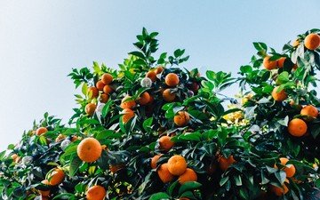 листья, фрукты, кустарник, мандарины, цитрусы