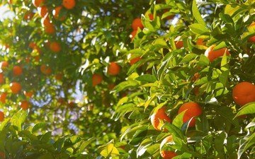 дерево, листья, фрукты, апельсины