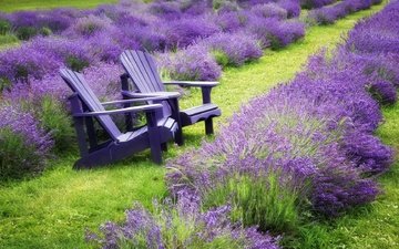 цветы, трава, природа, пейзаж, поле, лаванда, стулья