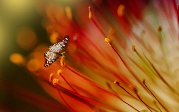 цветы, макро, насекомое, бабочка, крылья