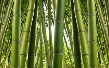 природа, бамбук, заросли