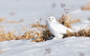сова, снег, птица, полярная сова, белая сова