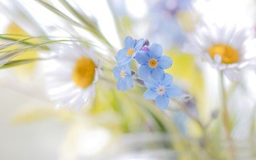цветы, ромашки, белые, незабудки, голубые, полевые цветы