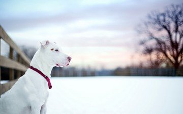 снег, зима, собака, профиль, ошейник, питбультерьер, питбуль