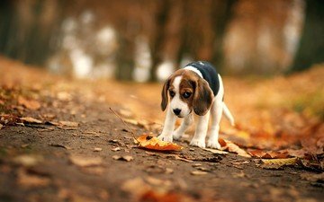 листья, мордочка, взгляд, осень, собака, уши, бигль