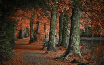 деревья, природа, лес, парк, стволы, осень