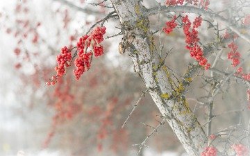природа, дерево, зима, ветки, размытость, ягоды